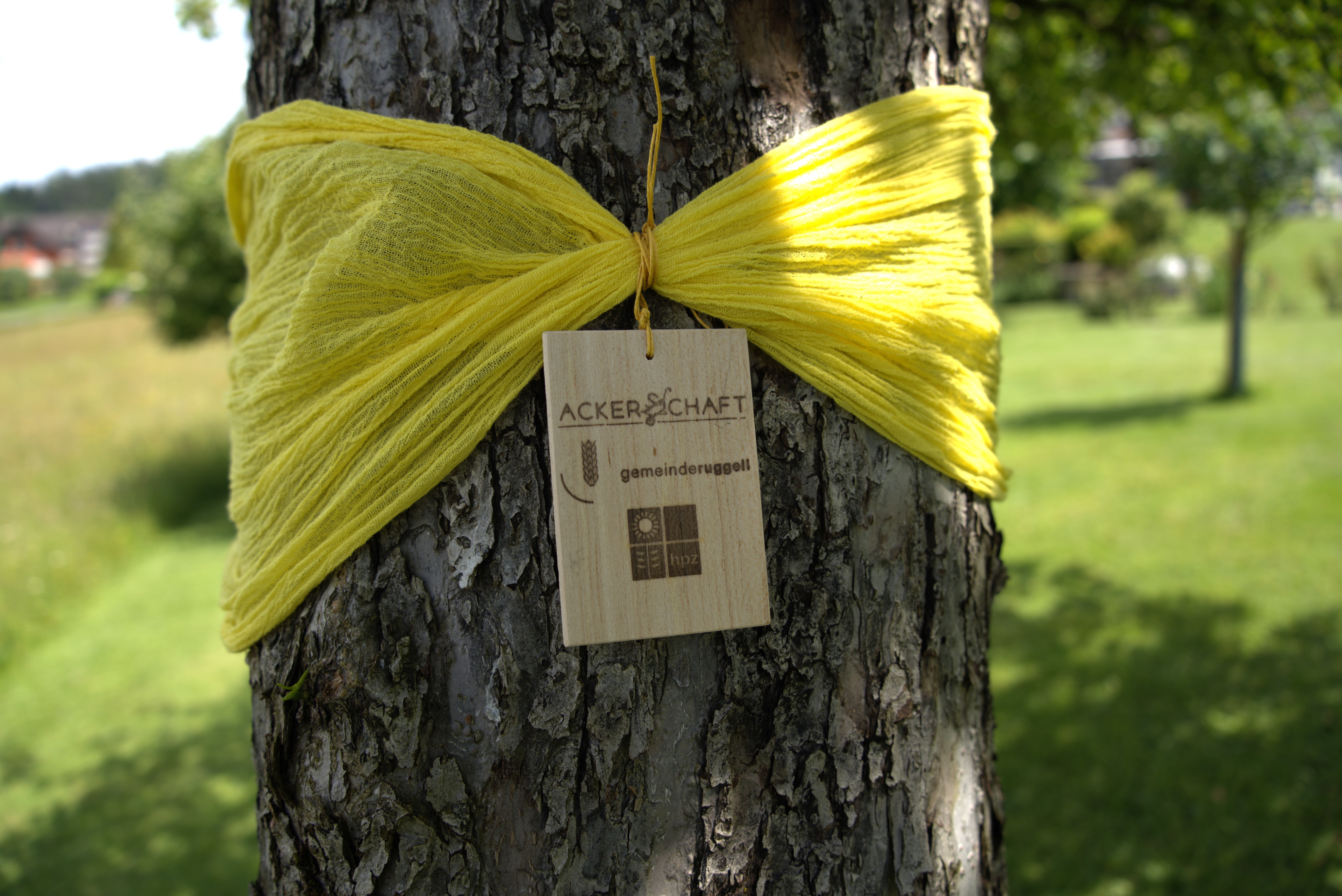 das-gelbe-Band-am-Baum2.jpg